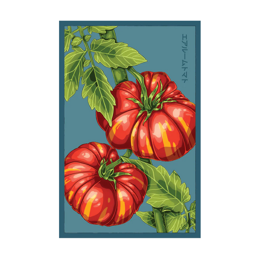 Shido Heirloom Tomato 'Old German' Seed Packet