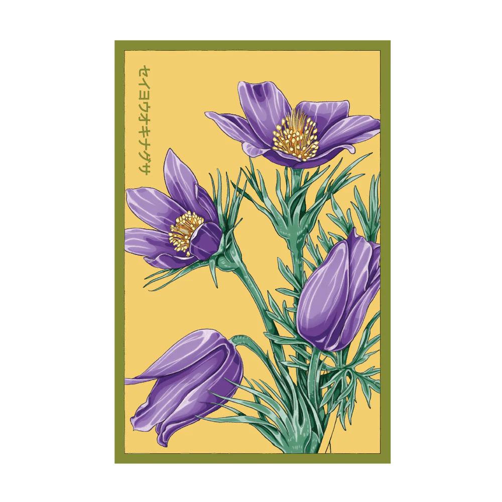 Shido The Greater Pasque Flower Seed Packet
