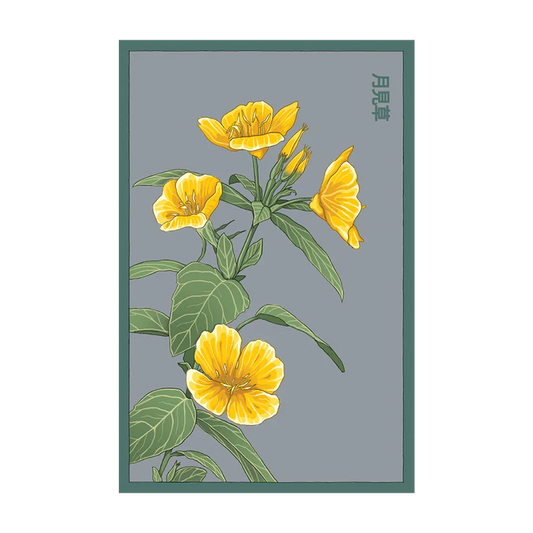 Shido Evening Primrose Seed Packet
