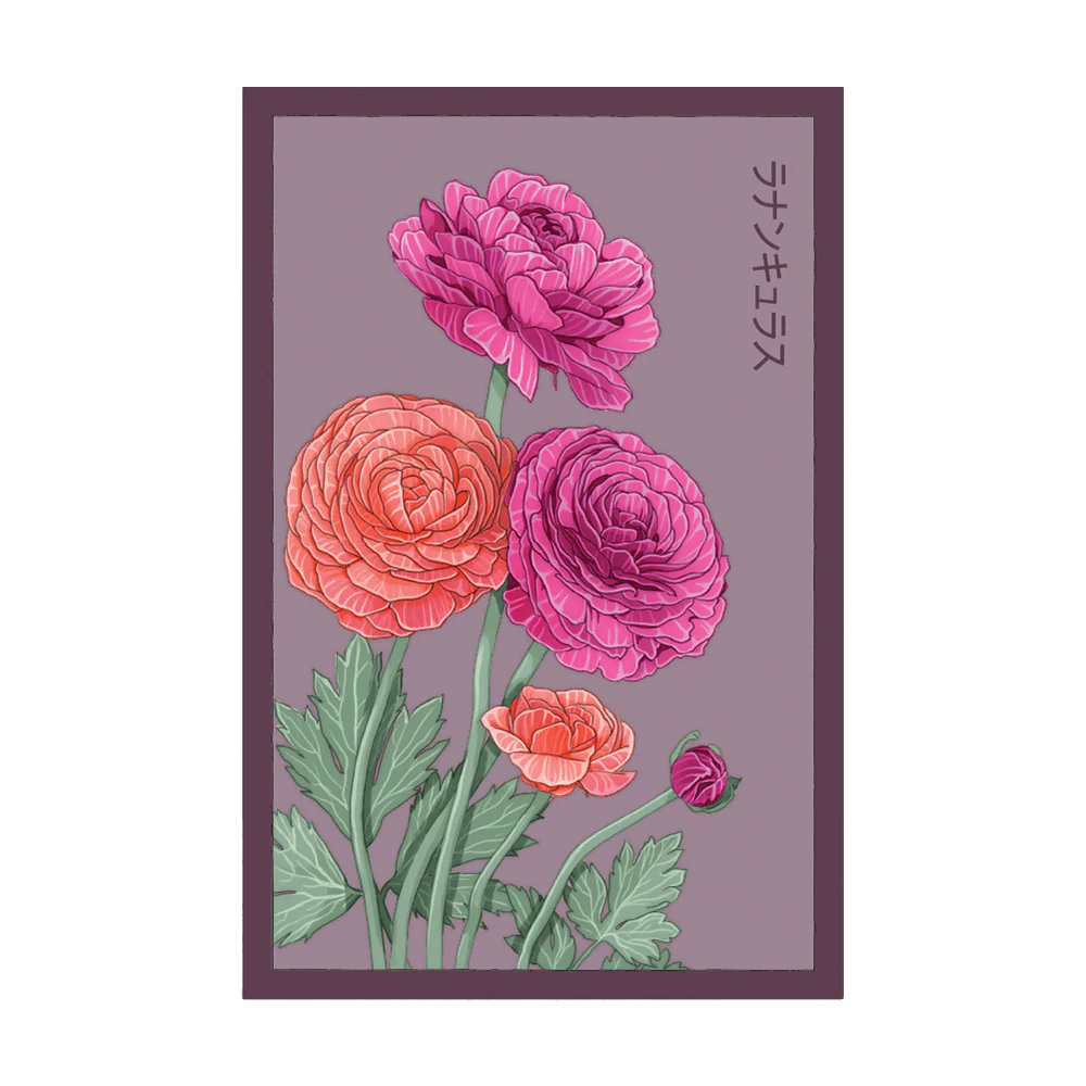 Shido Ranunculus Seed Packet