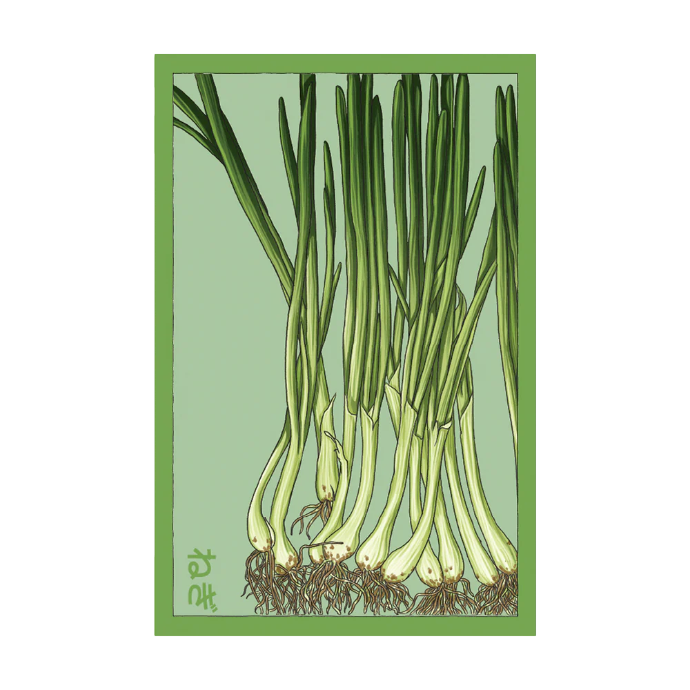 Shido Scallion Seed Packet
