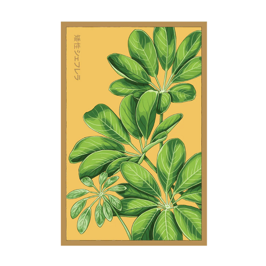 Shido Dwarf Schefflera Seed Packet
