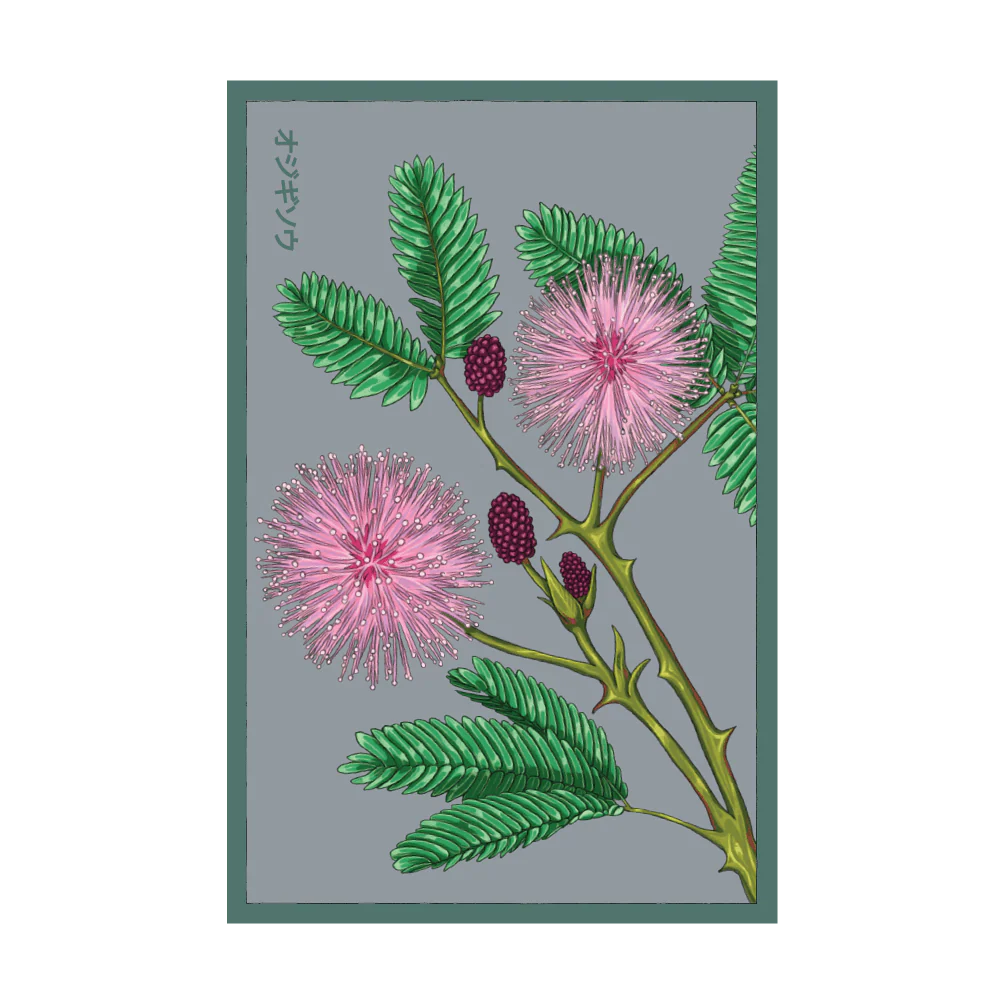 Sensitive Plant Seed Packet