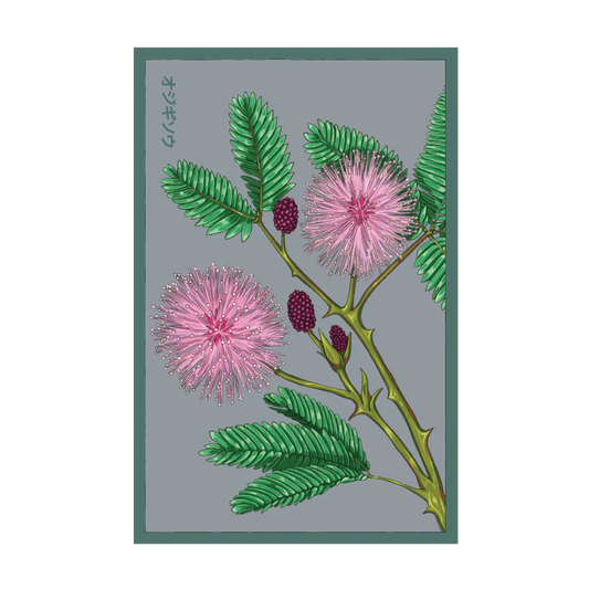 Sensitive Plant Seed Packet