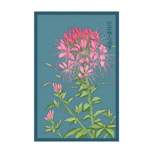 Shido Cleome 'Spiderflower' Seed Packet