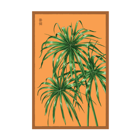 Umbrella Plant Seed Packet