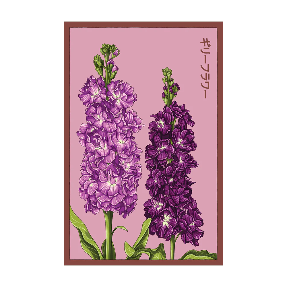 Shido Gilly Flower Seed Packet