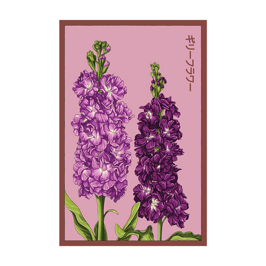 Shido Gilly Flower Seed Packet
