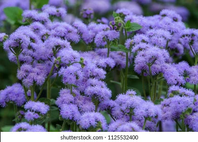 Ageratum 'Blue Planet' Hybrid