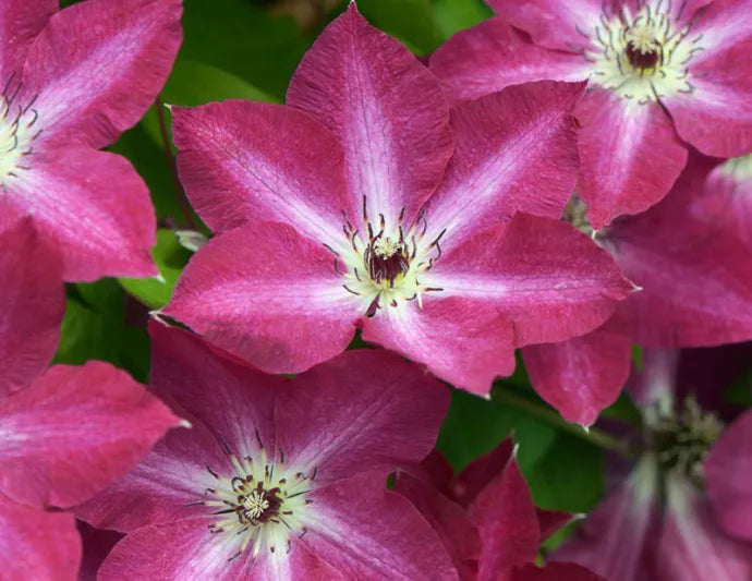 Clematis 'Viva Polonia' NF