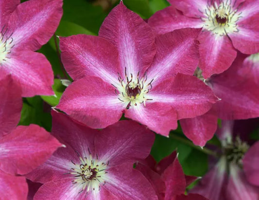 Clematis 'Viva Polonia' NF