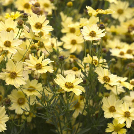 Coreopsis 'Creme Brulee' MWG