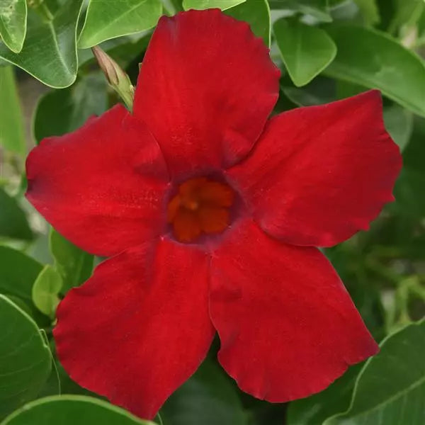 Dipladenia 'Divina' MC