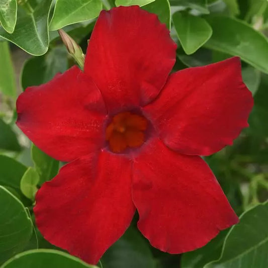 Dipladenia 'Divina' MC