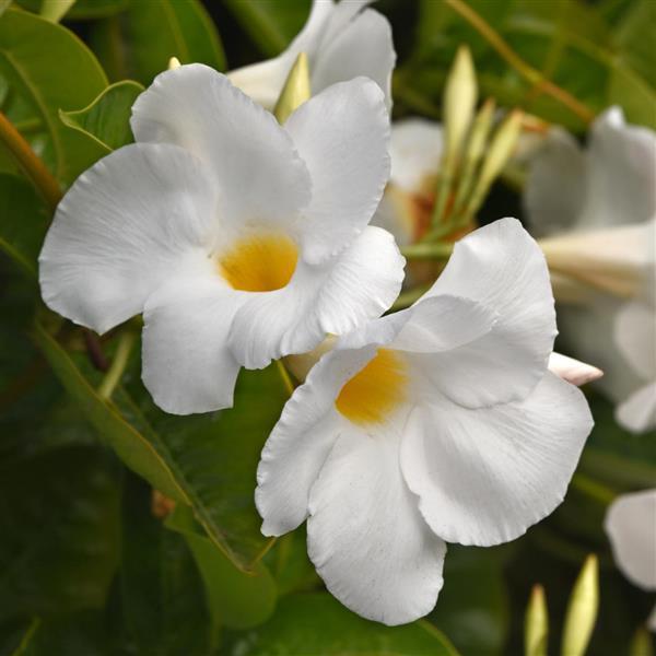 Dipladenia 'Tropica' MC