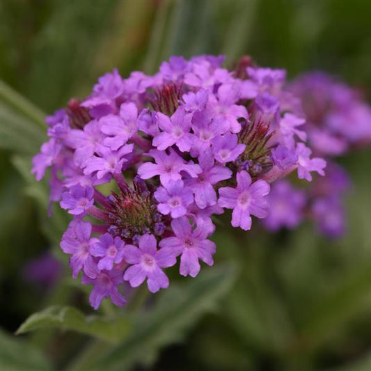 Verbena 'Santos Purple' CW