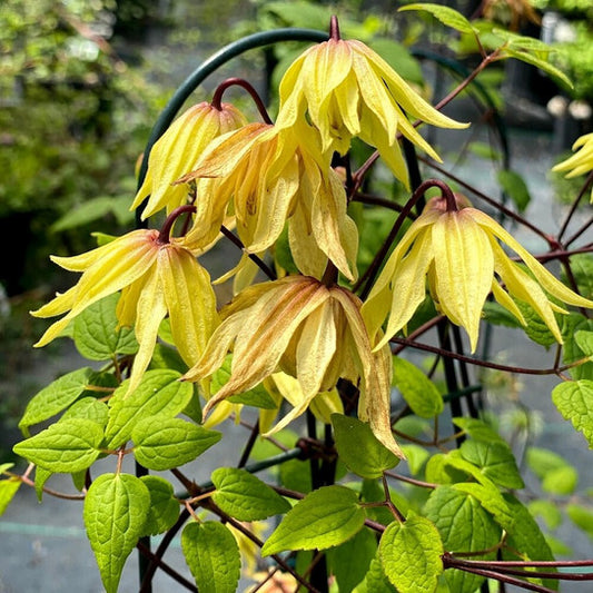 Clematis 'Golden Dream Funyella' NF