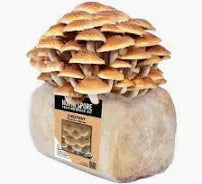 North Spore Fruiting Block Mushroom Kit